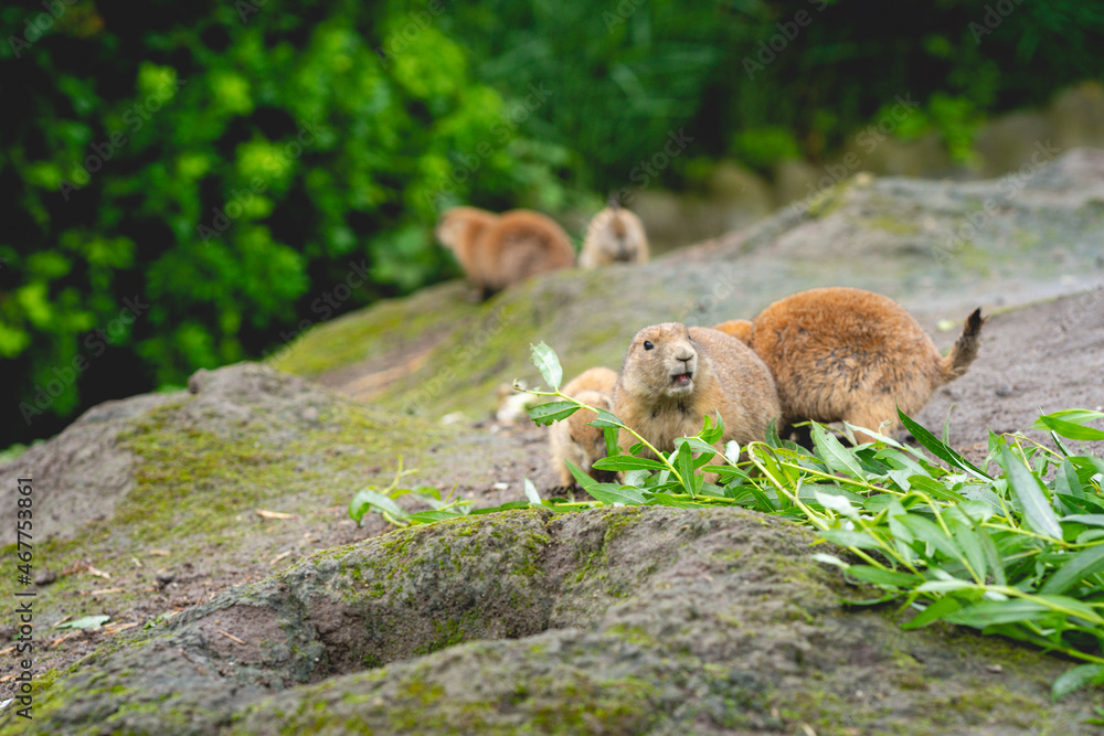 Naklejka premium Prairie dogs in the zoo in The Netherlands, Diergaarde Blijdorp Rotterdam.