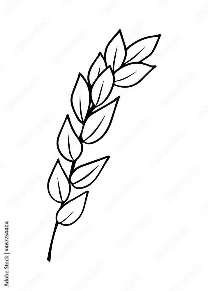 Contour drawing of a branch with leaves. Vector isolated clipart. Contour drawing of a branch with leaves. Vector isolated clipart.