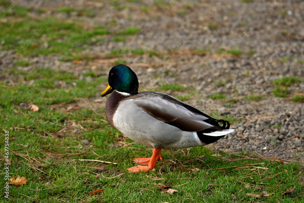 A lonely male mallard duck standing on the riverbank A lonely male mallard duck standing on the riverbank