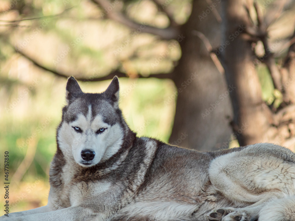 Black and white Siberian Husky Black and white Siberian Husky