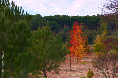 drzewo liście kolory jesień natura park 