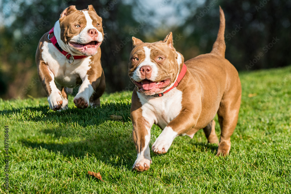 Two Chocolate color American Bully dogs are moving