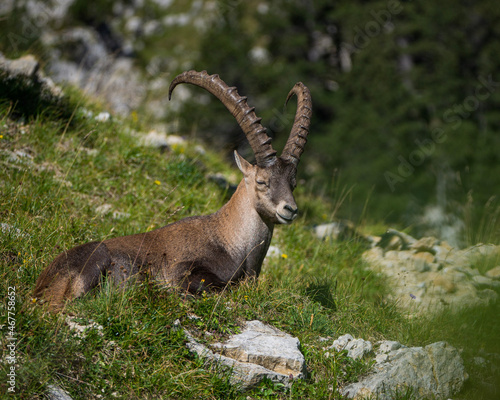 Bouquetin en montagne