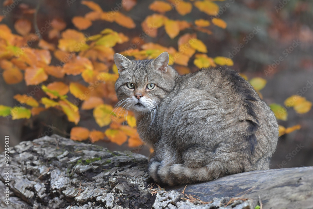 Obraz premium Wildkatze auf Baumstamm