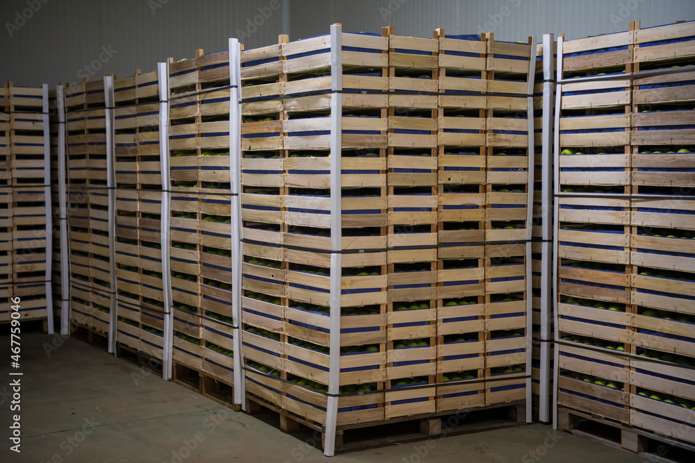 Freshly harvested ripe green apples in wooden crates in orchard warehouse cold storage. Modern apple plantation and farmhouse. Annual harvesting period.. Freshly harvested ripe green apples in wooden crates in orchard warehouse cold storage. Modern apple plantation and farmhouse. Annual harvesting period..