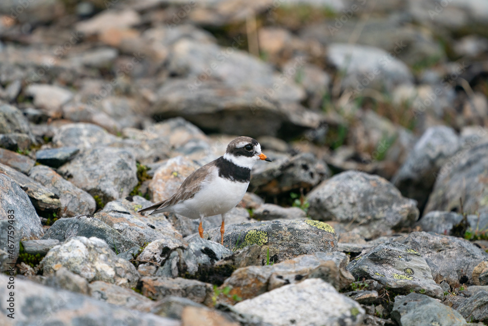 Fototapeta premium Ringed Plover (Charadrius hiaticula)