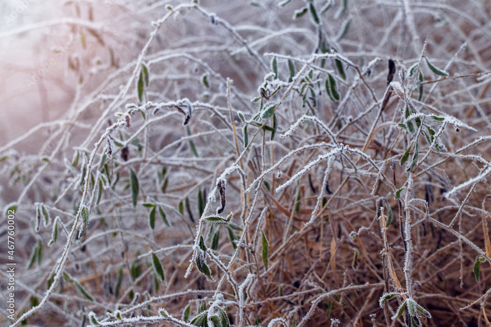 Frost-covered bush with dry leaves, winter view Frost-covered bush with dry leaves, winter view