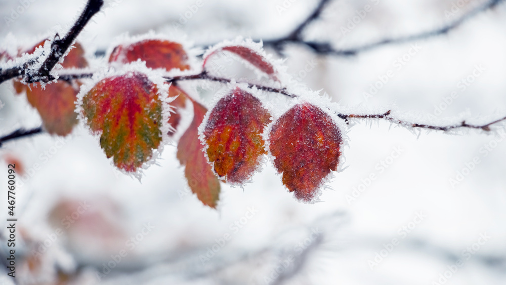 Frosty colorful leaves in winter on a light background - obrazy, fototapety, plakaty 