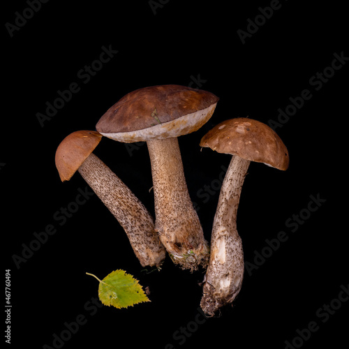 boletus mushrooms on black background