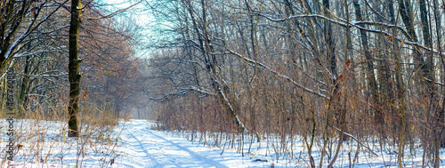 Snow-covered winter forest with bare trees in sunny weather  panorama