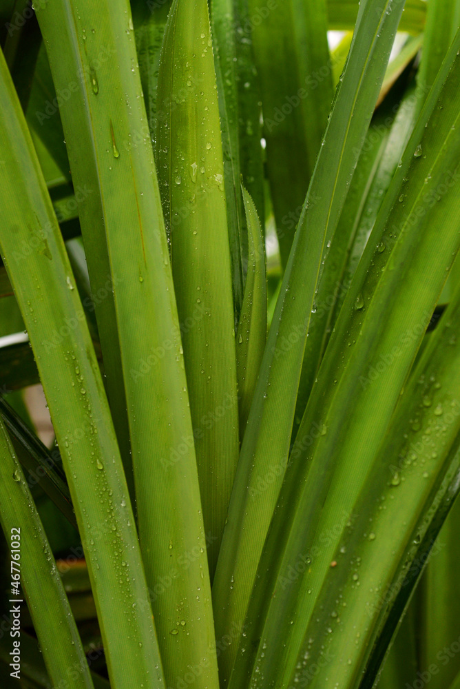 pandan leaves after rain pandan leaves after rain