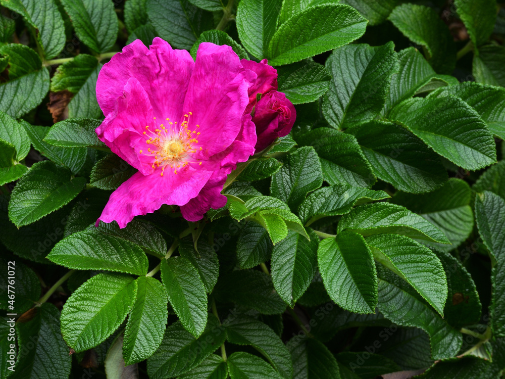 Close-up bright beautiful pink-purple rosehip flower against the backdrop of lush green foliage on a sunny evening. Close-up bright beautiful pink-purple rosehip flower against the backdrop of lush green foliage on a sunny evening.