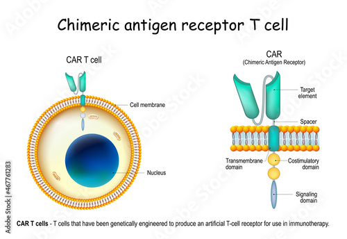 CAR - Chimeric antigen receptor T cell photo