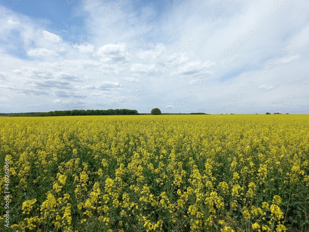 Rapeseed field and sky