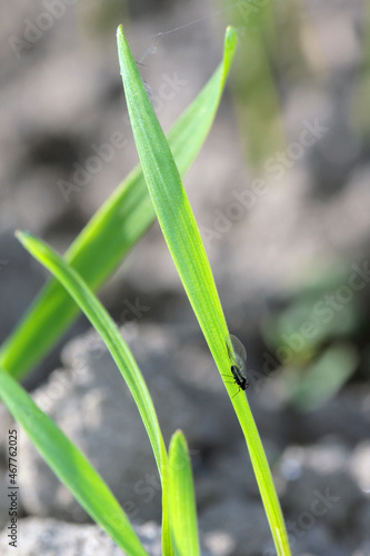 The English Grain Aphid (Sitobion avenae). Colony on cereal leaves. photo