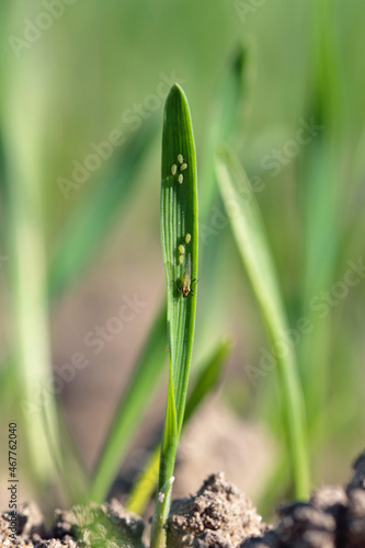 The English Grain Aphid  Sitobion avenae . Colony on cereal leaves.