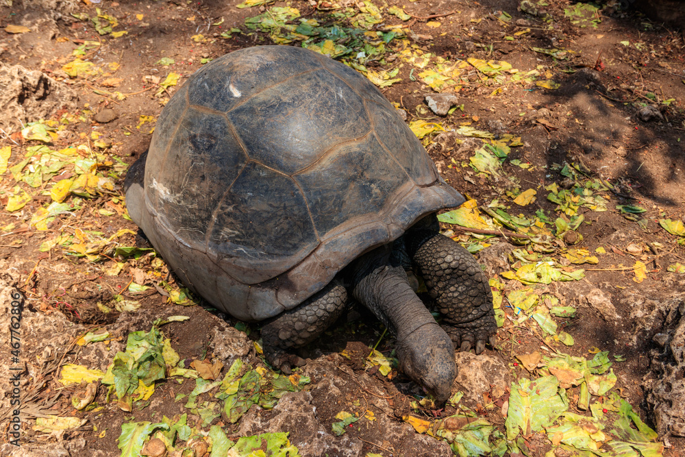 Aldabra giant tortoise on Prison island, Zanzibar in Tanzania Aldabra giant tortoise on Prison island, Zanzibar in Tanzania