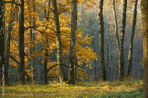 Beautiful autumn landscape. Oak Grove Birch Forest