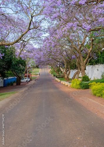 Jacaranda trees blooming in the city of Pretoria  South Africa