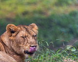 A lion cub in a lazy mood