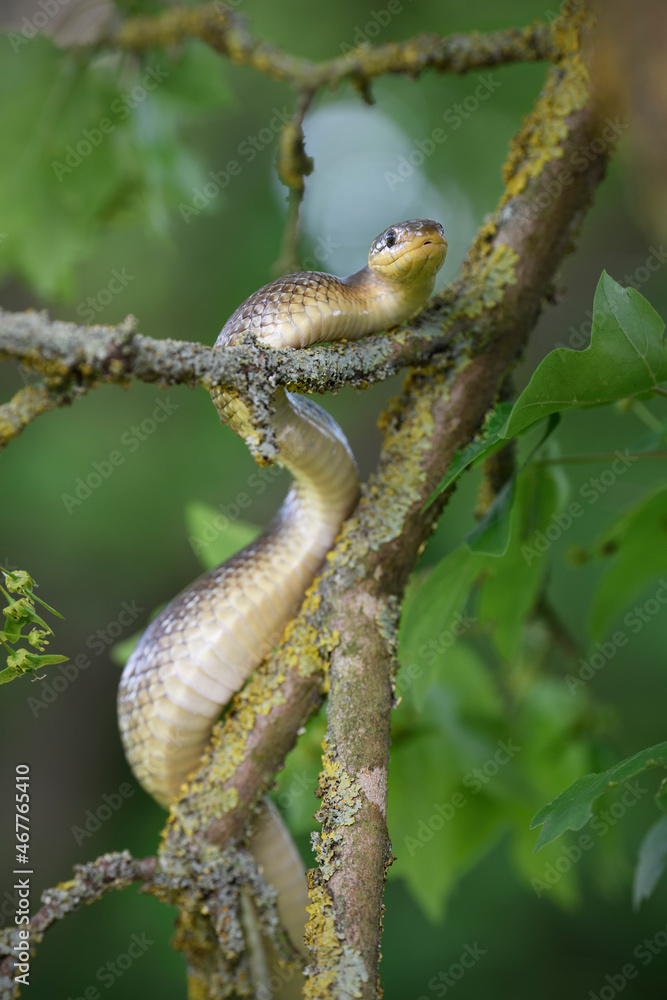 Aesculapian snake on tree branch Aesculapian snake on tree branch