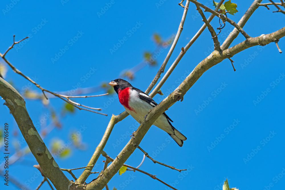A Rose breasted Grosbeak With Insects in Its Bill A Rose breasted Grosbeak With Insects in Its Bill