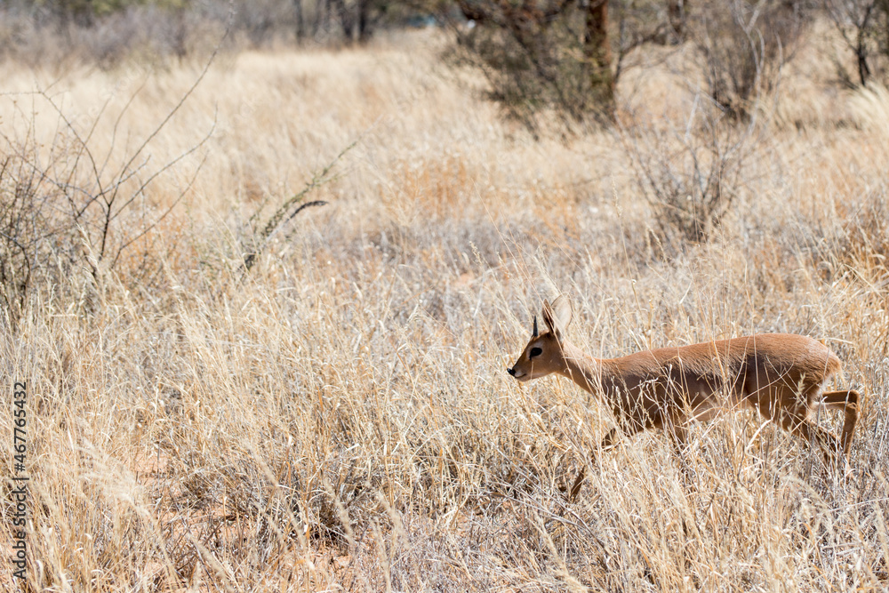 Fototapeta premium Cute young springbock walking alone with dry plants around. Erindi National Park, Namibia