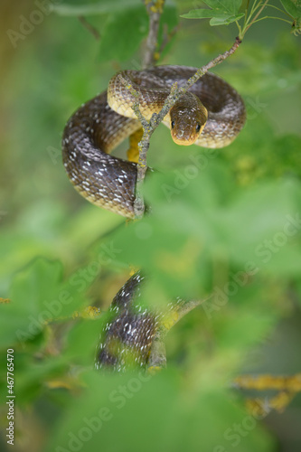 Aesculapian snake on tree branch
