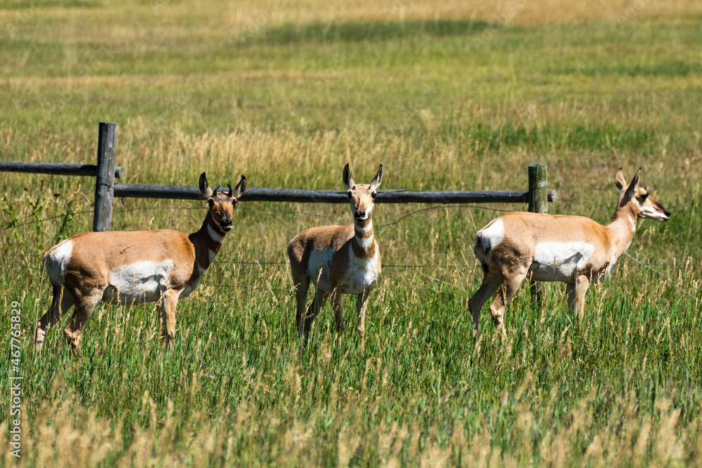 Antelope in Grand Teton National Park Antelope in Grand Teton National Park