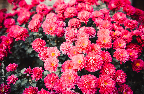 Autumn flowers in a beautiful place