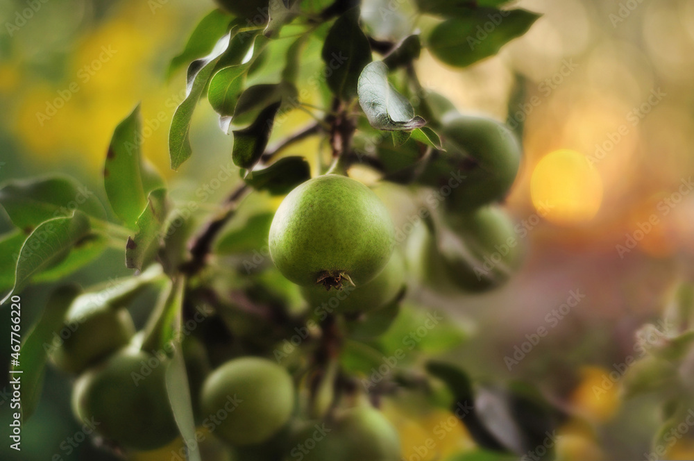 pears tree