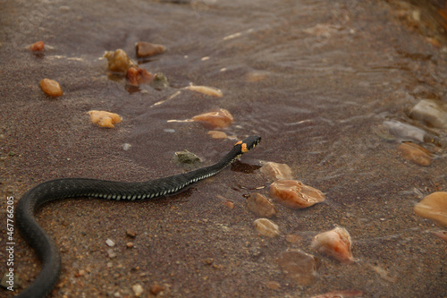 snake on the sand