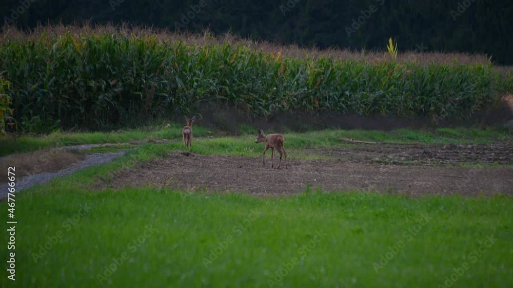 Roe deer or western European roe deer (Capreolus) observes the surroundings on the agricultural field. Wild animals in natural habitat. Wildlife concept. Static shot, real time, telephoto perspective