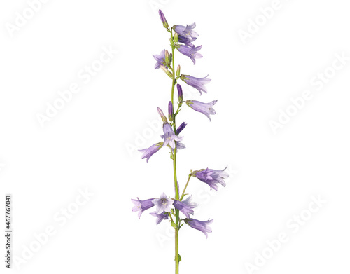 Purple flower of Siberian Bellflower plant isolated on white  Campanula sibirica 