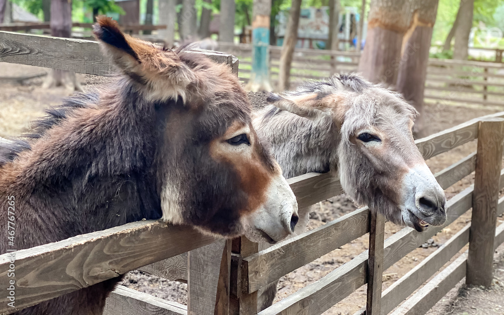 Close-up portrait of beautiful donkeys on a clear day Close-up portrait of beautiful donkeys on a clear day