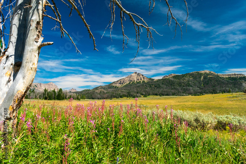 wildflowers in Bridger-Teton National Forest, Wyoming photo