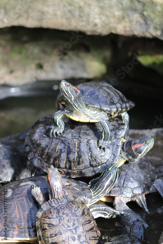 Turtle Pile Up
