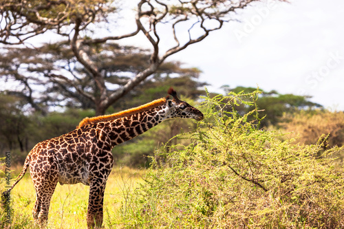 Young giraffe eating from Acacia Tree in the Serengeti National Park  Tanzania