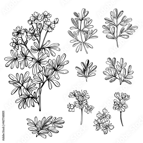  Hand drawn spicy herbs. Rosemary. Vector sketch  illustration.