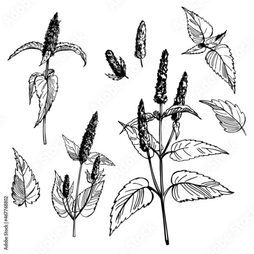 Spicy herbs.  Korean mint.