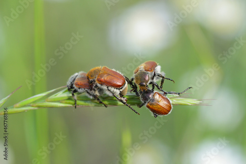 Common cereal leaf chafer - Chaetopteroplia (or Anisoplia) segetum. It is common pests of cereals. Beetles on ears.