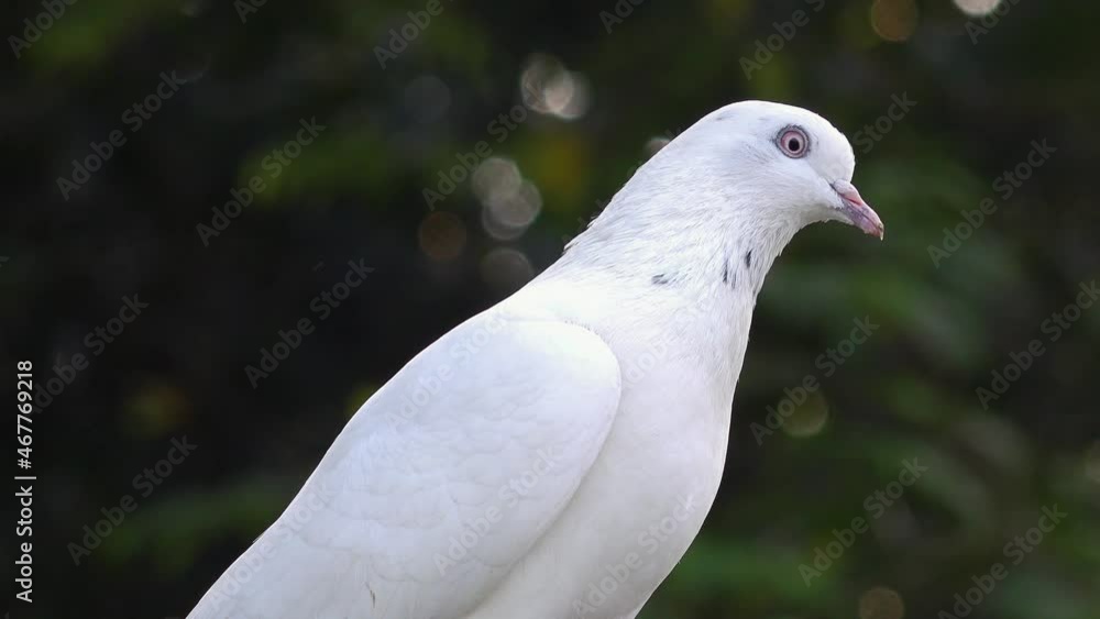 Close Up White Pigeon Eating Something - Pure White Dove Close Up White Pigeon Eating Something - Pure White Dove