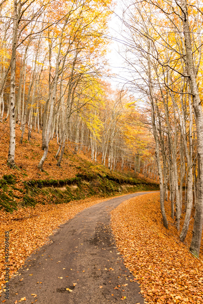 Forests with the orange , yellow and red colors typical of Autumn