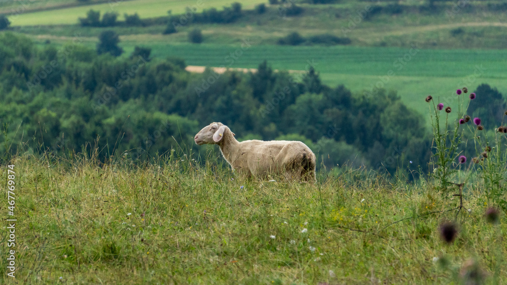 Schaf vor der Klippe Schaf vor der Klippe