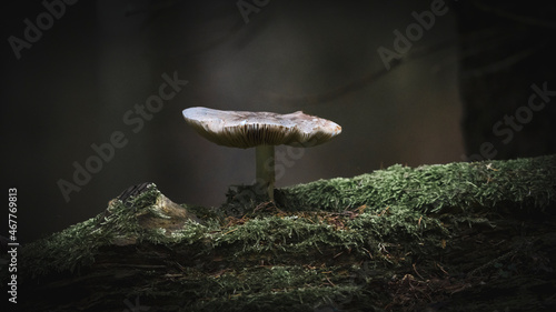 Pilz allein im Wald 