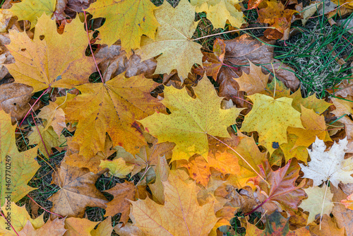 Colorful autumn season maple leaves on the green grass in the park. Autumn background.