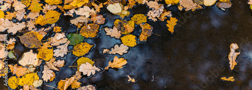 Colourful fall leaves in pond lake water  floating autumn leaf. Autumn wallpaper background concept of falling leaves on water surface. Beautiful reflection in water. Space for text.