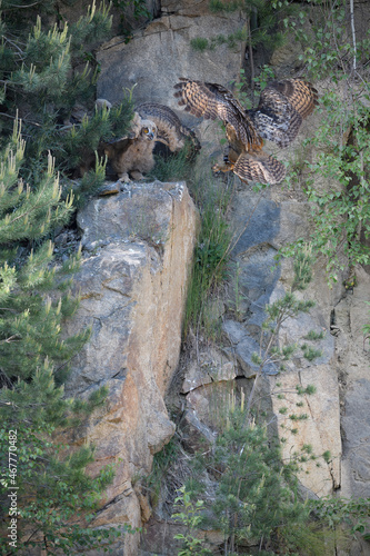 Eurasian eagle-owl female feeding juveniles on the rock of their nest