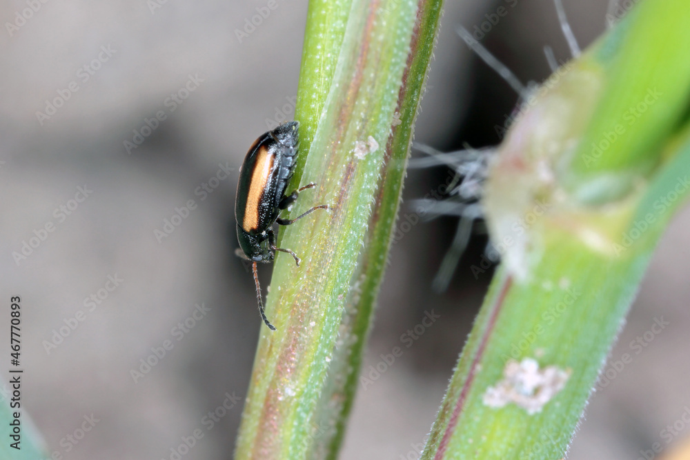 Barley Flea Beetle Phyllotreta vittula on damaged cereal leaf. It is pest of many plants, mainly cereals.