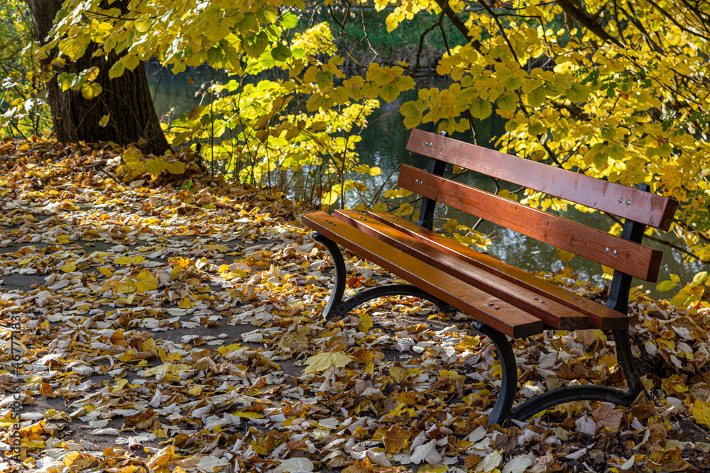wooden bench autumn park sunny day close up wooden bench autumn park sunny day close up